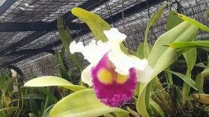 Cattleya BLC Kwan Prapa