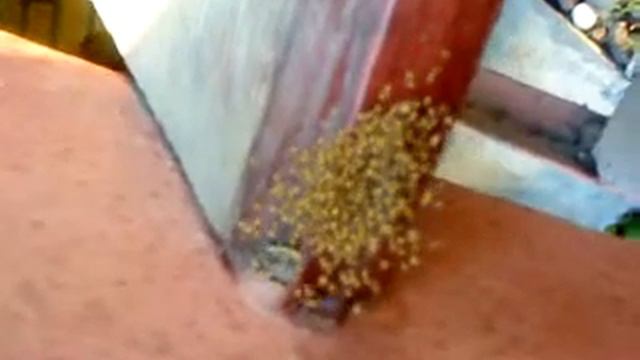 Милая семейка пауков смотреть онлайн