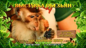 Выставка обезьян Чита 16+