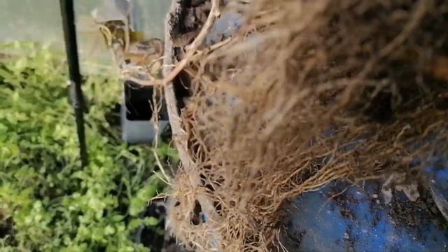 БУДРА ПЛЮЩЕВИДНАЯ ПЛЕКТРАНТУС и ИПОМЕЯ БАТАТ ну и видок/ СОХРАНЯЮ ДО ВЕСНЫ смотреть онлайн