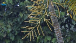 Музыка для отдыха.4k Ultra HD Video Relax Music, Rain Sound