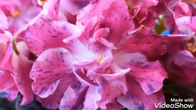 Рождество может быть и таким ?? ФИАЛКА РМ - Волшебное Рождество. Великолепное шапочное цветение! смотреть онлайн