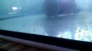 Развитие малька суматранского барбуса