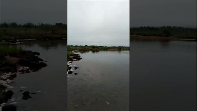Чля -Крупное пресноводное озеро в Николаевском районе Хабаровского края #экология #shorts смотреть онлайн