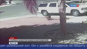 Кот спасает мальчика после нападения пса -4 мил просмотров за сутки