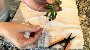 How to Propagate a Anacampseros Sunrise Succulent