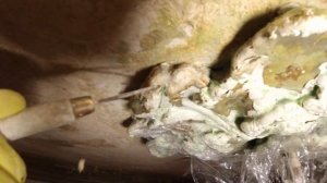 Масляная краска и мел. Расчистка розетки из гипса. Реставрация лепнины на потолке. СПб.  Дом 1913 г