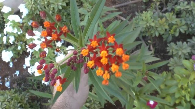 Asclepias curassavica - grow & care (Attract Butterfly) смотреть онлайн