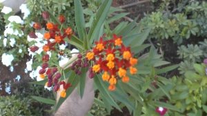 Asclepias curassavica - grow & care (Attract Butterfly)