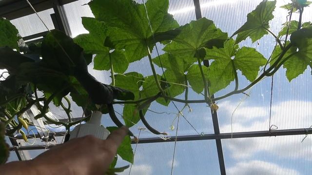 6 соток 4 августа 2021. Хроника. смотреть онлайн