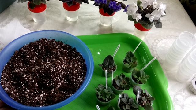 Когда и как отсадить детки от листа мини сортов? Секреты пересадки!!! смотреть онлайн