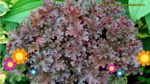 Гейхера Кримсон Курлс. Краткий обзор, описание характеристик heuchera Crimson Curls