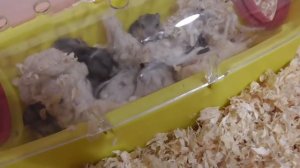 Хомки Уборка в клетке Треш КУПИЛА НОВЫЕ КЛЕТКИ ХОМЯКАМ