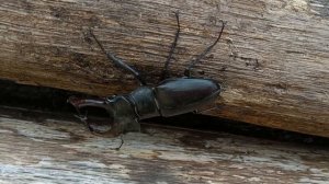 Классный жук - рогач