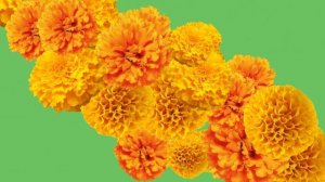 ЦВЕТОЧНЫЙ ПЕРЕХОД для ВИДЕО на ЗЕЛЕНОМ ФОНЕ