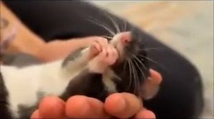 Эдди (печенька с вареньем)