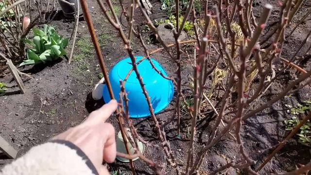 Весенние заморозки. Что делать с розами смотреть онлайн