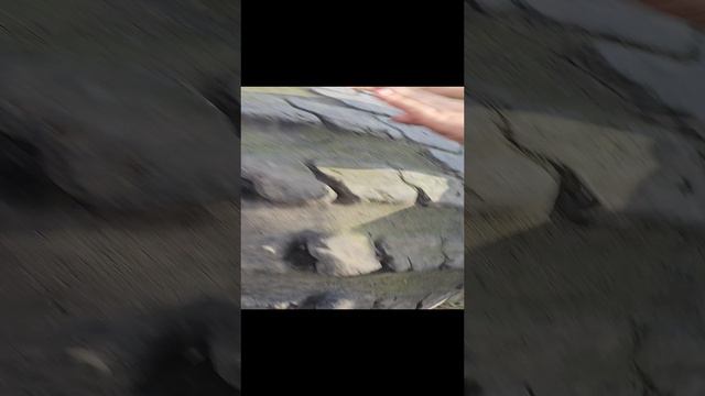 Давид/Клуб"АРС"Донгарон/