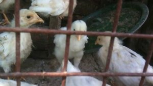 Содержание цыплят в клетках на улице