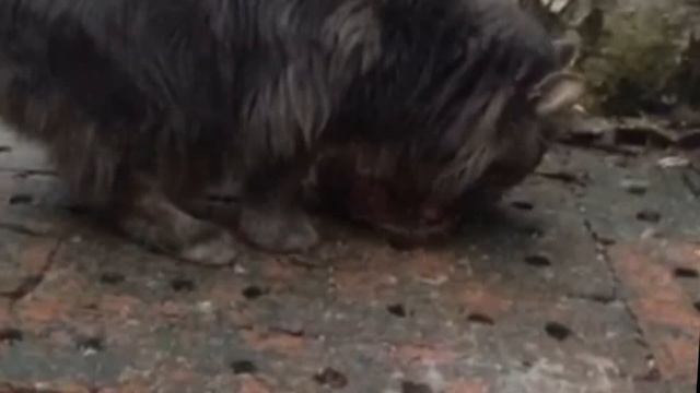 Не знаете, чем кормить кошку? А мы вам расскажем смотреть онлайн