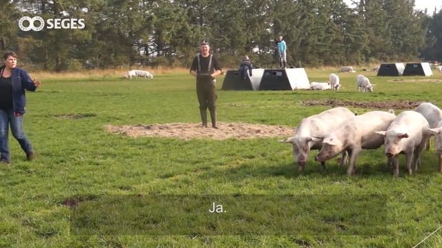 Håndtering af frilandsgrise - styre en floks bevægelser смотреть онлайн