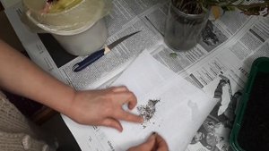 Как заставить эустому "поделиться" семенами.  Сеем свои семена эустомы. Серия 1.