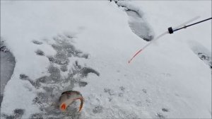 Старицы Припяти.Лечусь рыбалкой.Зимняя рыбалка.