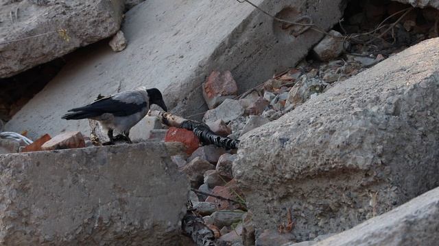 Ворона,чутьем находит добычу смотреть онлайн