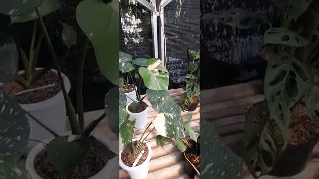 Aglaonema, Montai Variegata
