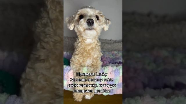 Той пудель/милая шапочка для собак/ смотреть онлайн