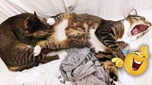 ? ЗУБАСТЫЕ ХУЛИГАНЫ! ?| Приколы с котами и собаками 2022 #2