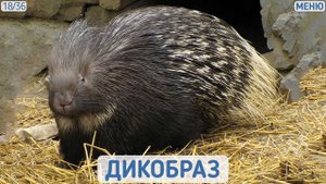 УЧИМ ЖИВОТНЫХ ДЛЯ ДЕТЕЙ. Учим слова. Мультфильмы для детей. Животные