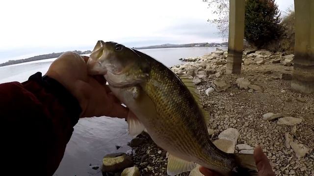 Bass , Drum , and Catfish Love Crawfish ! смотреть онлайн