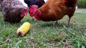 Chickens eating cob of corn