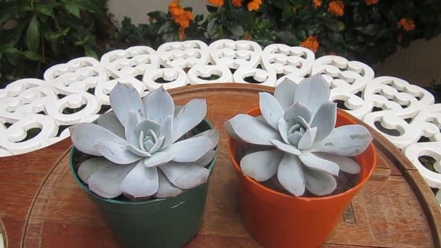 #Suculentadodia! | Echeveria Caly Argentea смотреть онлайн