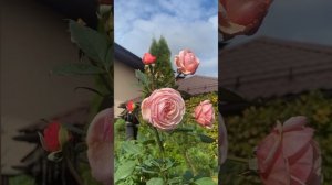 Роза А Шропшир Лэд, Д.Остин.