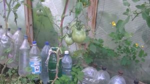 Обзор урожая в теплице, лучшие сорта томатов и огурцов для засолки ???