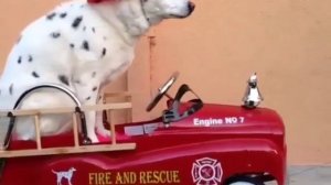 Пёс пожарник