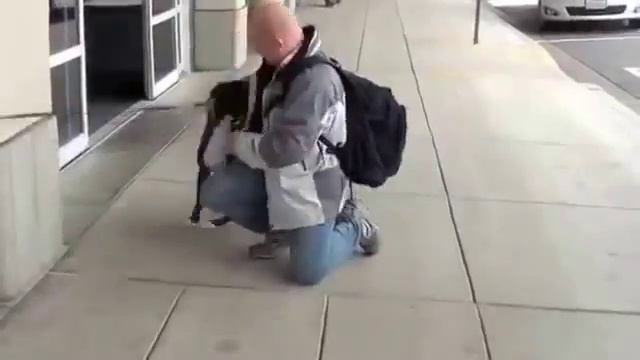 Внезапная встреча собаки с хозяином после долгой разлуки смотреть онлайн