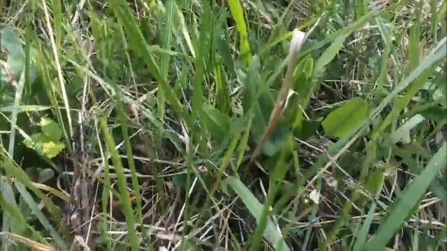 ЗА ЩАВЕЛЕМ В ЛЕС . ЛАНДЫШИ. ПУТЕШЕСТВУЕМ С БАБАСЕЙ смотреть онлайн