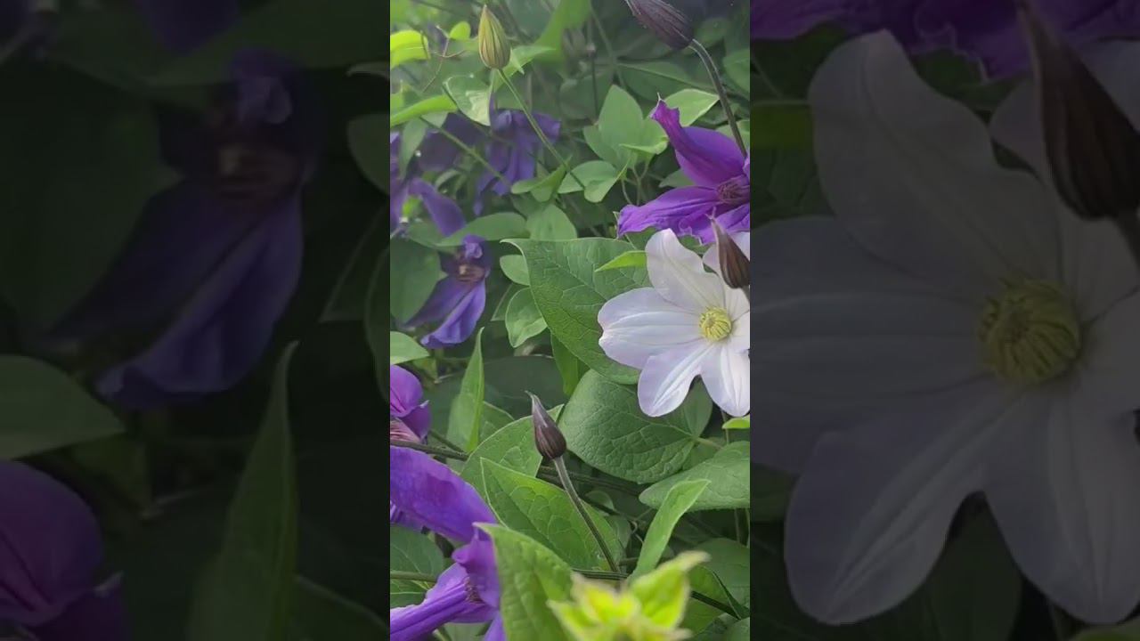 Клематис Сизая Птица. Саженцы. Спрашивайте каталог на вацап 89193271772 смотреть онлайн