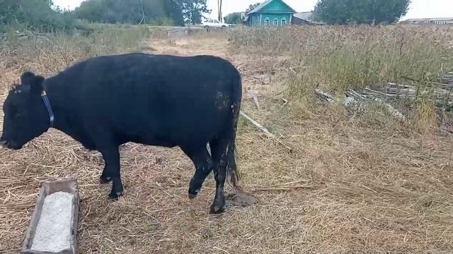 Для авито смотреть онлайн