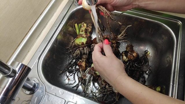 21.10.21.Гиппеаструмы приехали с дачи.. обработка в Максиме. смотреть онлайн