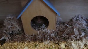 Милка сбежала, Маусу плохо. Новости канала Хомки 25.12.18