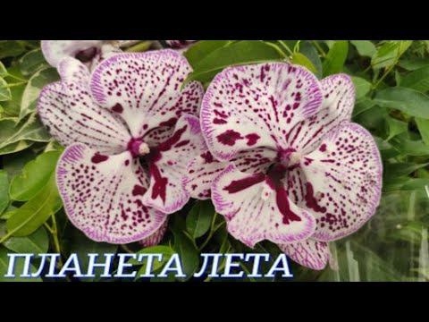 №739/ РОСКОШНЫЕ , свежие ОРХИДЕИ в ПЛАНЕТА ЛЕТА