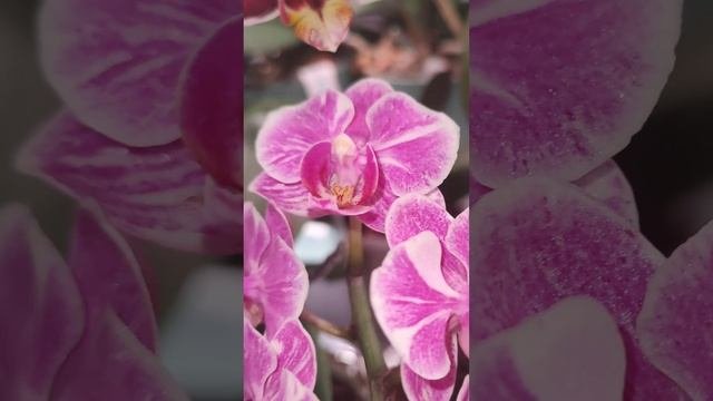 Искрящаяся, вся расписная красота??. #орхидея акварелька