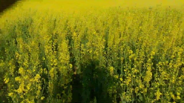 Выращивание горчицы желтой. No-till смотреть онлайн