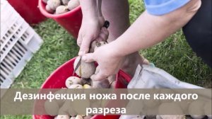 Репродукции картофеля, как из одного семенного клубня сделать несколько