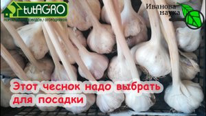 КАК ВЫБРАТЬ ЧЕСНОК ДЛЯ ПОСАДКИ. Разбираем сорта и нюансы выбора чеснока для озимой осенней посадки.