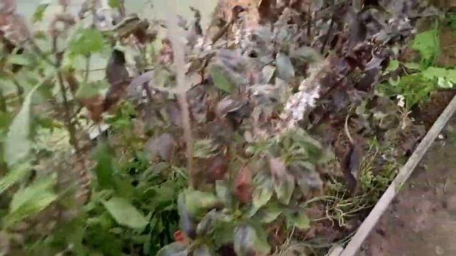 Грибы тюрбан растут на заборе монстры/убираем цветы,готовимся к ночным заморозкам смотреть онлайн